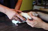 VETERINAIRE NAC 005